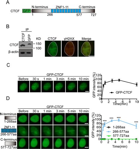 CTCF Is Quickly Recruited To DNA Lesions A Schematic Representation