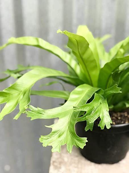 Crissie Birds Nest Fern Live Plant In A 4 Inch Pot Asplenium Nidus