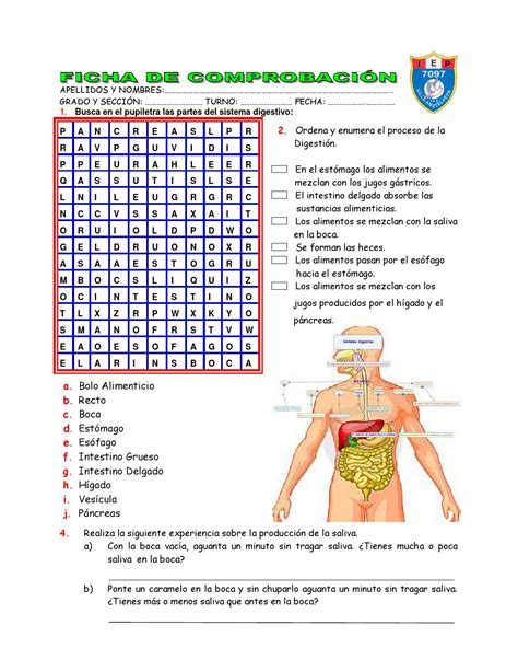 Sesion De Aprendizaje El Sistema Digestivo Prof Eva Mantilla Ch Hot