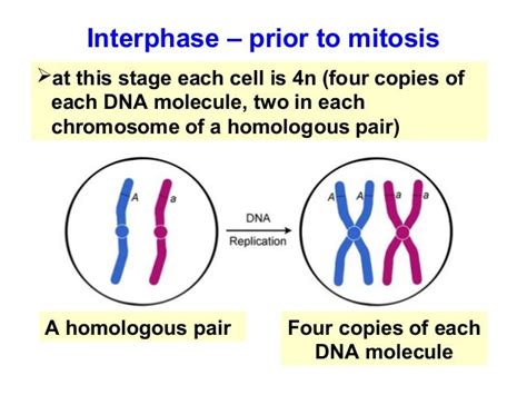 Biology Form 4 Chapter 5 Part 1 Mitosis