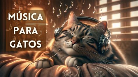 528Hz ACALMA E REDUZ ANSIEDADE EM GATOS FUNCIONA YouTube