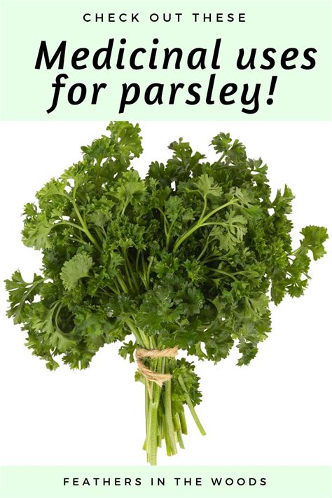 13 Reasons Parsley Is The Healthiest Food In Your Kitchen Feathers In