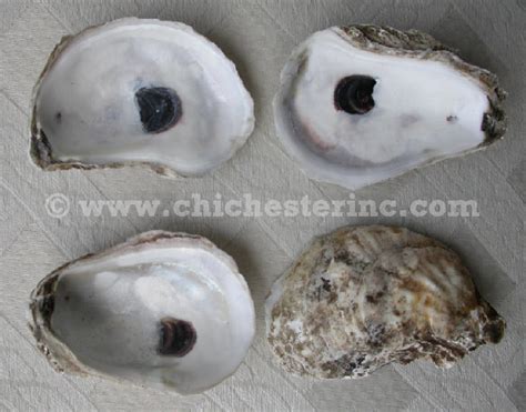 Oyster Shells