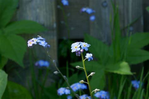 Myosotis Fleurs Bleues Photo Gratuite Sur Pixabay Pixabay