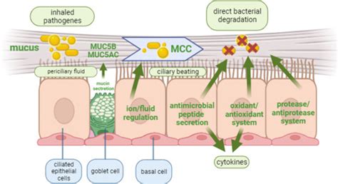 dysfunctional mucociliary clearance  asthma  airway remodeling
