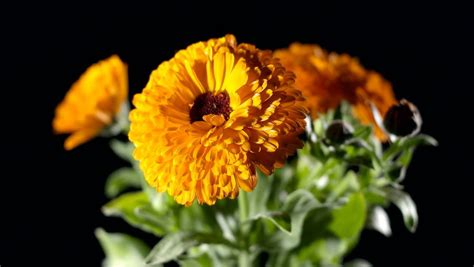 Marigold A Multipurpose Plant With Medicinal Effects Britannica