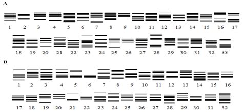 Diagrammatic representation of (A): B-glutenin subunits patterns and ... 