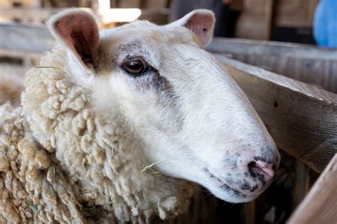 LambEx 2024 is a woolly good event for the sheep, lamb and wool ...