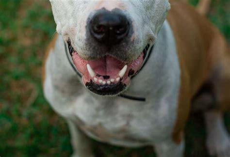 Niño de cuatro años mordido por perro permanecerá hospitalizado varios