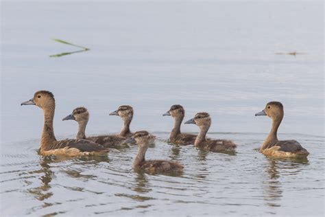 Lesser Whistling Duck – Birds of Singapore