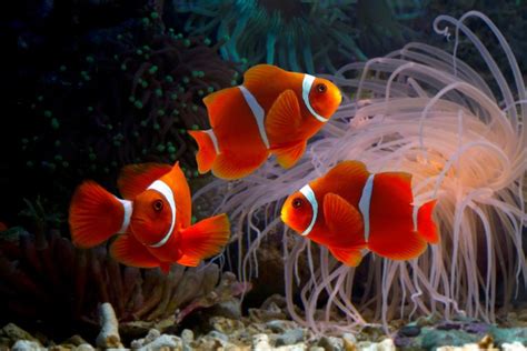 Clownfish Facts & Information Guide - American Oceans