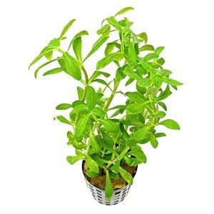 Limnophila Aromatica Green 3 Stems Buy Aquarium Plants And Aquarium