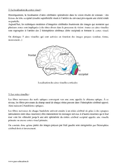 Cerveau et vision Aires cérébrales et plasticité Première S Cours