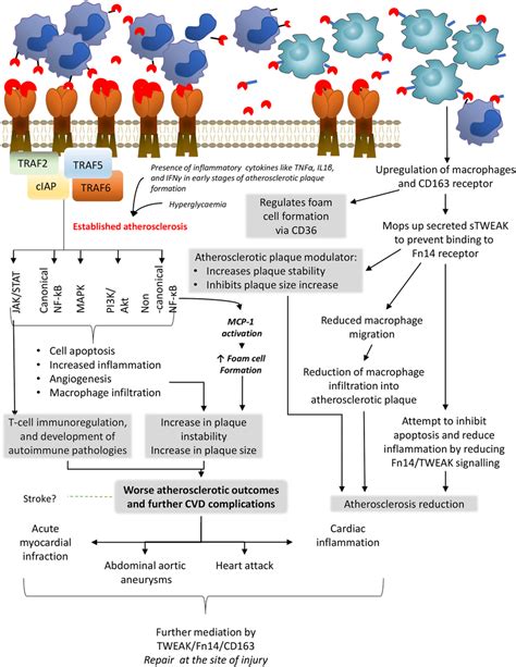 Proposed Mechanism Of The Tweak Fn Cd Axis In The Context Of