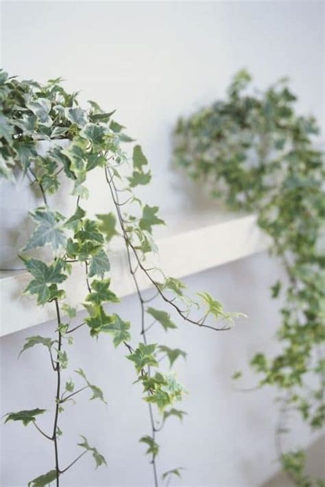 11 Amazing English Ivy Benefits and Facts | Balcony Garden Web