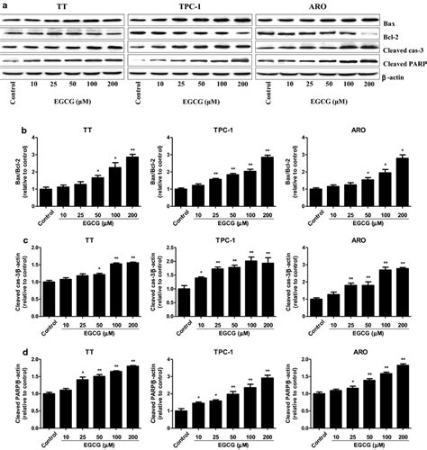 Effects Of Egcg On The Protein Levels Of Bax Bcl Cleaved Cas And