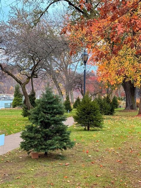 Christmas trees pop up in Kittanning and Ford City | News | leadertimes.com