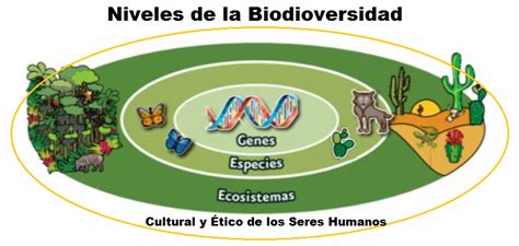 La Biodiversidad Y Sus Niveles Conjunto De Fichas