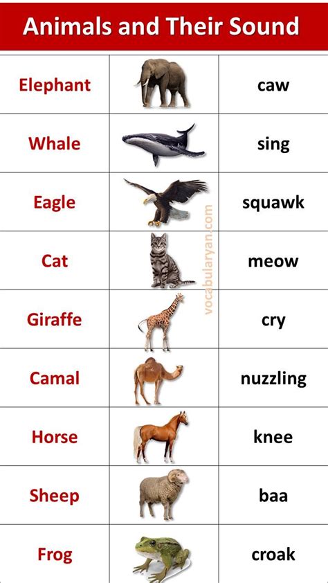 animal sounds meaning  charlotte thrower blog