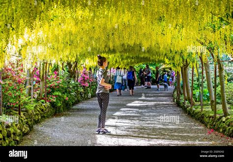 Bodnant garden laburnum arch hi-res stock photography and images - Alamy