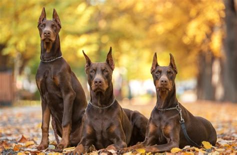 Doberdane (Great Dane and Doberman Mix)