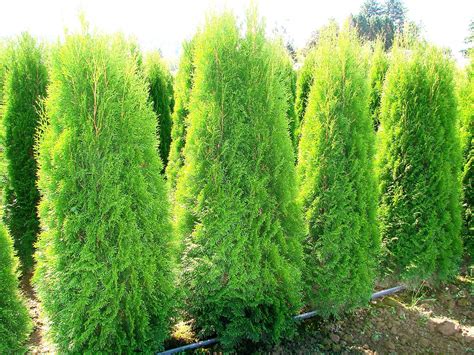 Frost Nursery Hedging Cedars Emerald Cedars Excelsa Cedars