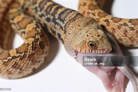 Feeding Hypo Bull Snake Macro Stock Photo - Download Image Now - Animal, Bullsnake, Horizontal ...