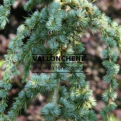 CEDRUS atlantica 'Glauca Pendula'