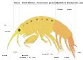 File:Amphipod anatomy.svg - Wikimedia Commons