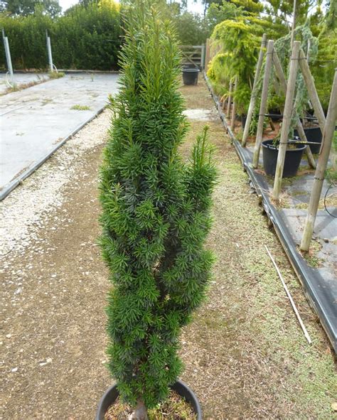 TAXUS BACCATA FASTIGIATA ROBUSTA