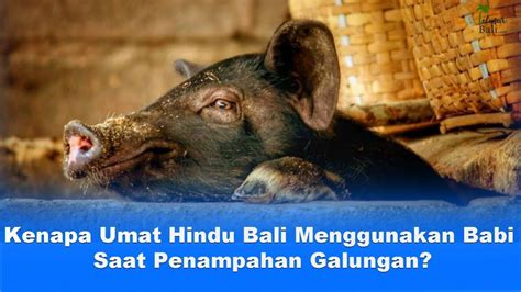 Kenapa Umat Hindu Bali M M T Ng Babi Saat Penampahan Galungan Youtube