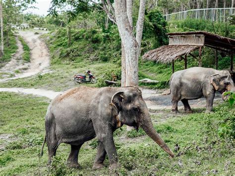 Elephant Green Sanctuary Park. Phuket Elephant Sanctuary Tour , Phuket elephant tour,