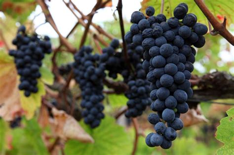 Bordeaux approves new wine grapes to fight climate change - Decanter