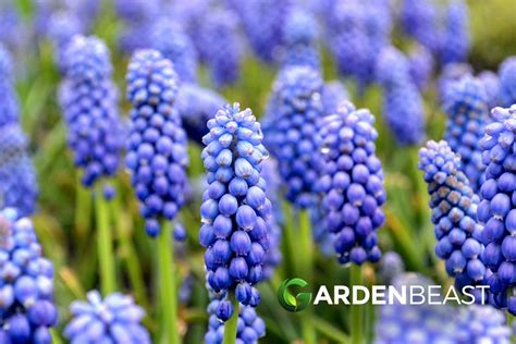 Grape Hyacinth Guide: How to Grow & Care for "Muscari"