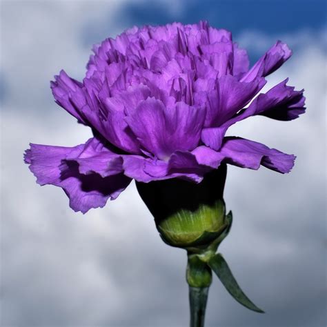 300000 Free Beautiful Carnation And Carnation Images Pixabay