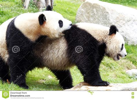 Panda Stock Image Image Of Bamboo Bear Black Species 9630993