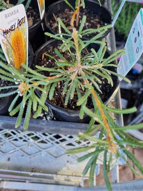 Banksia Honey Pots Pot Hello Hello Plants