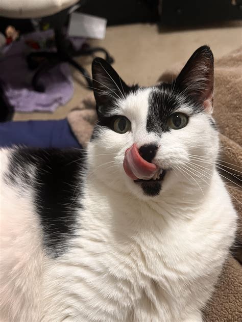 cats tongue up close 6