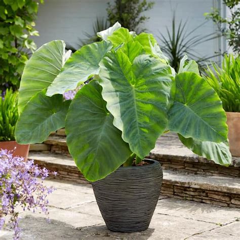 Garden State Bulb In Colocasia Esculenta Large Elephant Ear