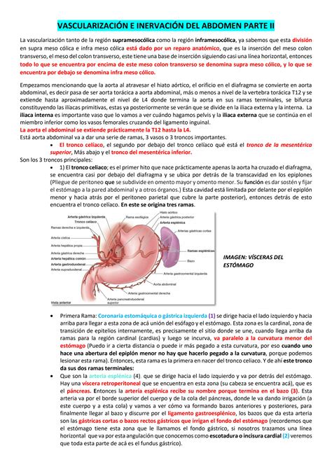 SOLUTION 16 B Parte 2 Vascularizacion E Inervacion Del Abdomen Studypool