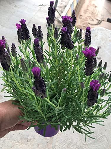 Comprar Lavanda En Maceta La Mejor Opci N Para Disfrutar De La Belleza