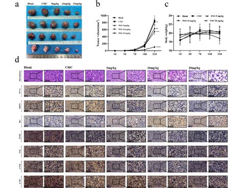 A Pso Inhibits Os Cell Growth And Metastasis In An Os Mouse Model B C