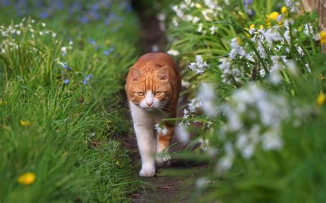 Gato De Jengibre Hierba Verde Sendero Gato Fondo De Pantalla HD