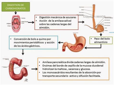 Digestion Y Absorcion De Carbohidratos Lipidos Y Proteinas Youtube Images