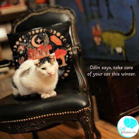 Winter Cat Coat Care Tips | Cat Wisdom 101