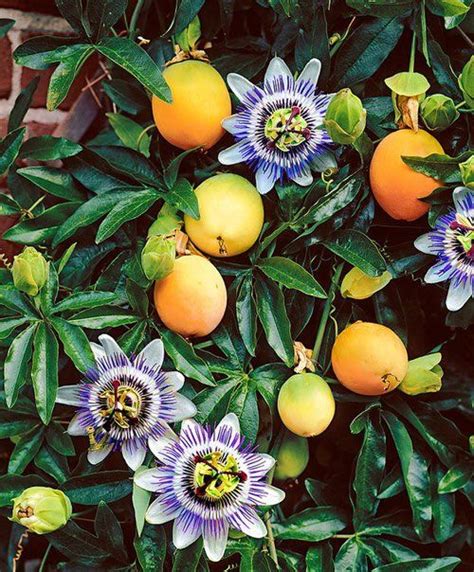 26 Types Of Passion Flowers To Grow In Pots And Garden Passion Fruit Plant Fruit Flowers