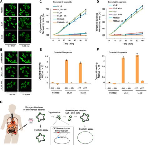 Figure 2 From Functional Repair Of Cftr By Crispr Cas9 In Intestinal Stem Cell Organoids Of