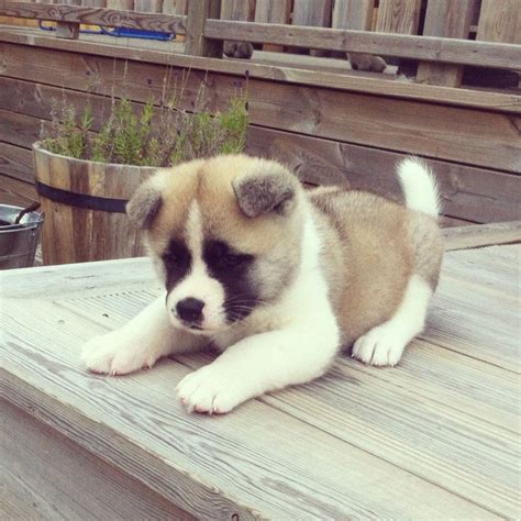 Akita – Puppies from PA