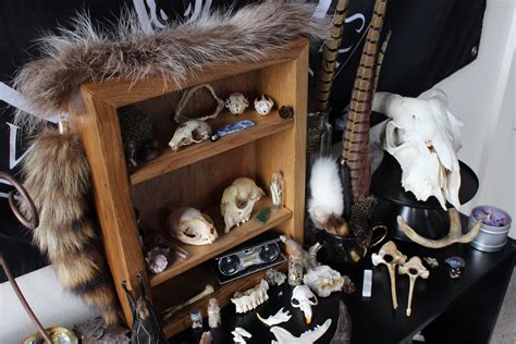 Oddities Mystery Box Vulture Culture Curiosities Skull Box Etsy Australia