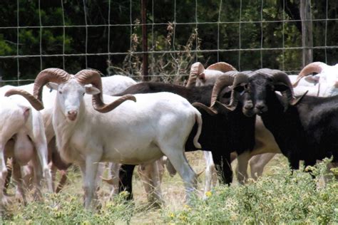 Exotic Trophy Sheep - Bar H Herndon Ranch